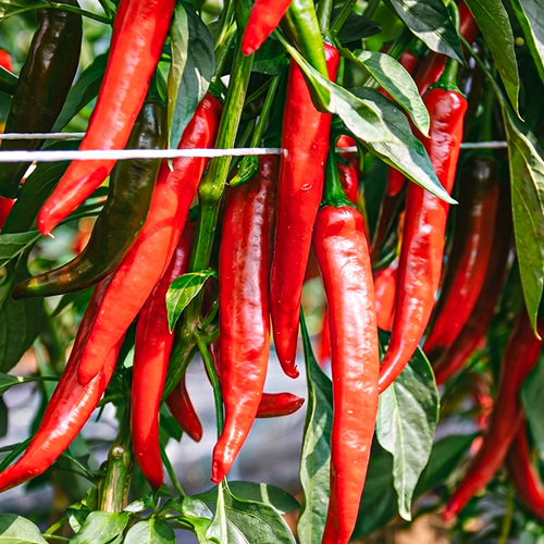 2026년 해남 홍고추 3kg 5kg 10kg